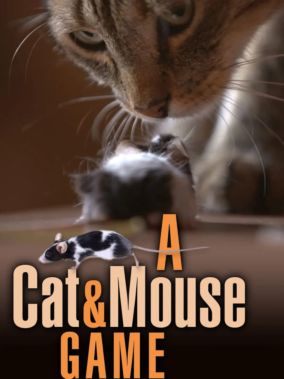 猫鼠游戏2019